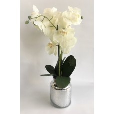 Orchid Arrangement (FL102)