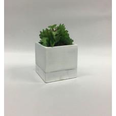 Succulent (FL129)