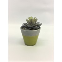Small Succulent (FL135)