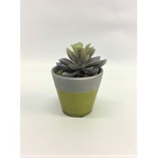 Small Succulent (FL135)