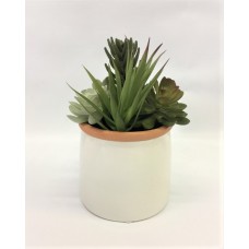 Succulents Arrangement (FL138)