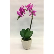 Fuchsia Orchid (FL139)
