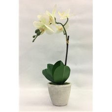 Ivory Orchid (FL140)