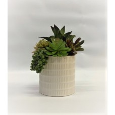 Succulent Arrangement (FL148)