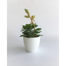 Green Plant (FL64)