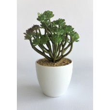 Green Plant (FL65)