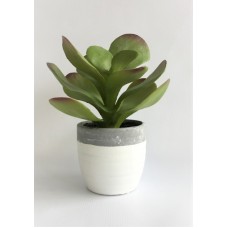 Green Plant (FL81)