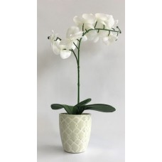 White Orchid (FL82)