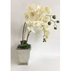 White Orchid (FL97)