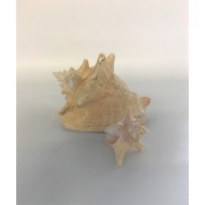 Seashell (MISC120)