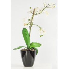 White Orchid Pot (FL17)