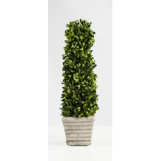 Tall Boxwood (FL19)