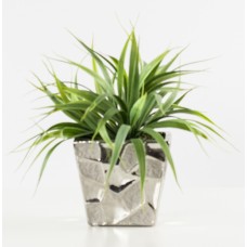 Decorative Grass (FL26)