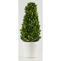 Tall Boxwood (FL31)