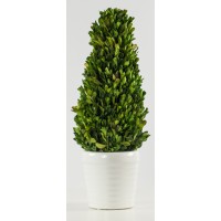 Tall Boxwood (FL31)