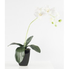 White Orchid (FL36)