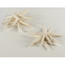 Starfish (Set of 3) (MISC31)