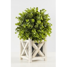 Green Boxwood (FL43)