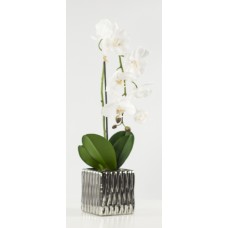 White Orchid (FL41)