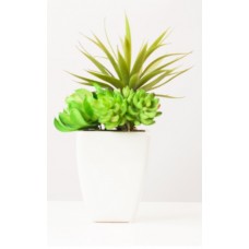 Green Plant (FL51)